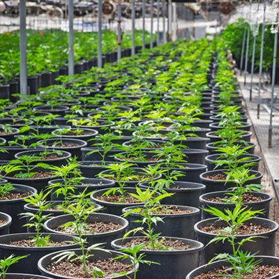 Cannabis conundrum: Santa Barbara County looks at new cannabis tax models after revenue transparency and forecast concerns