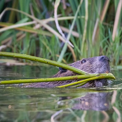 Central Coast organization helps restore beaver habitat, spread awareness about the semiaquatic rodents’ benefits