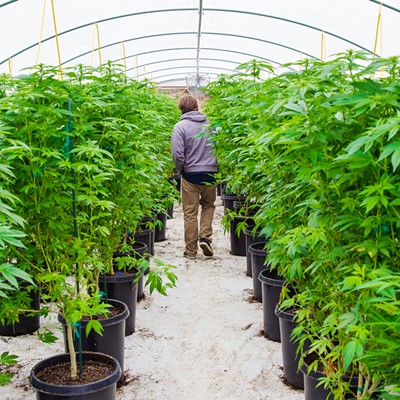 County Planning Commission rejects appeal of Calynx cannabis cultivation