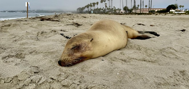 SICK ANIMALS: Sea lions exhibiting symptoms of domoic acid poisoning—mouth foaming, bobbing and weaving, or staring off into space—are more aggressive and could chase, attack, or bite someone who gets too close.