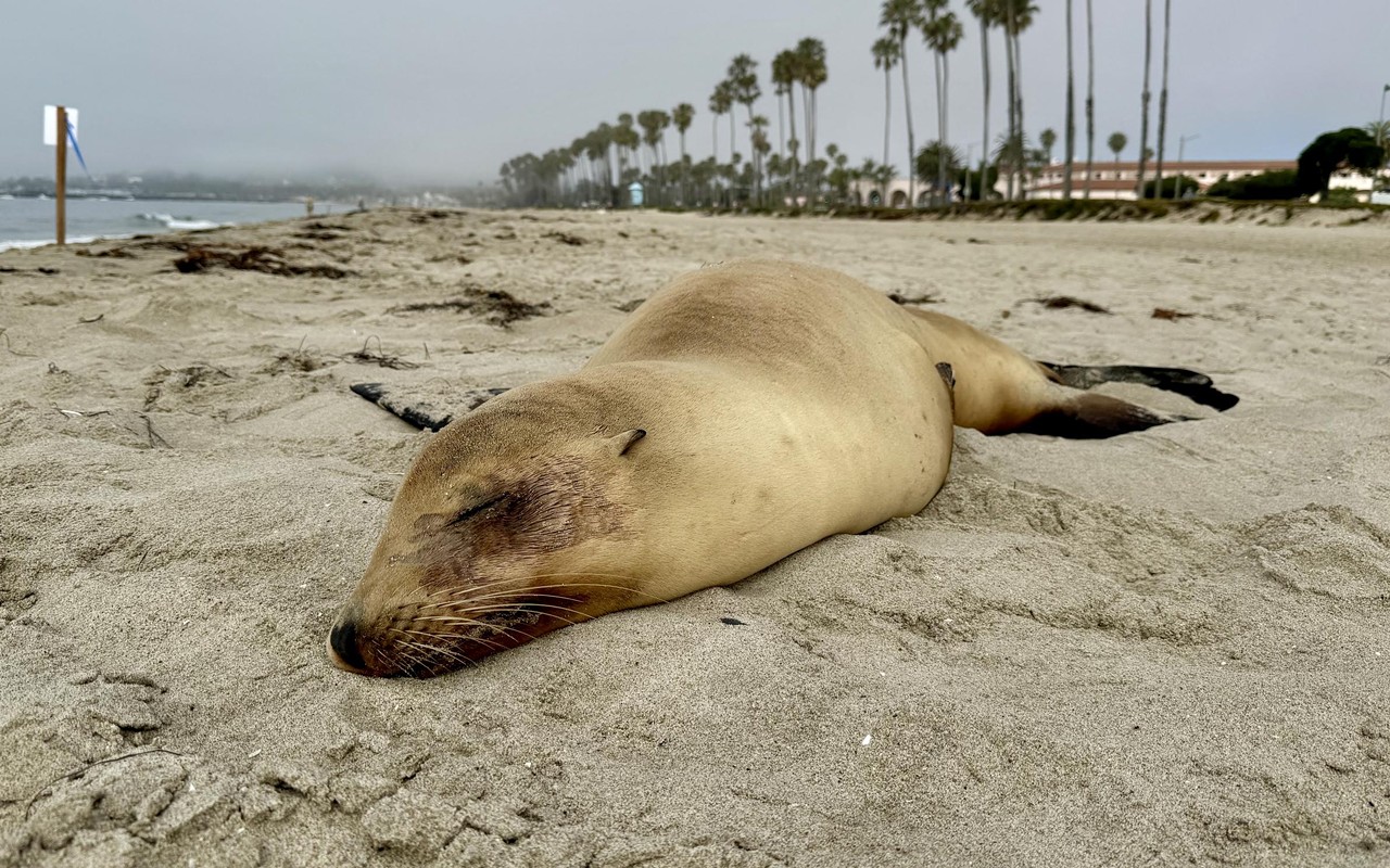 Domoic acid sickens Central Coast marine mammals, raises human health concerns