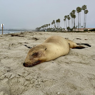 Domoic acid sickens Central Coast marine mammals, raises human health concerns