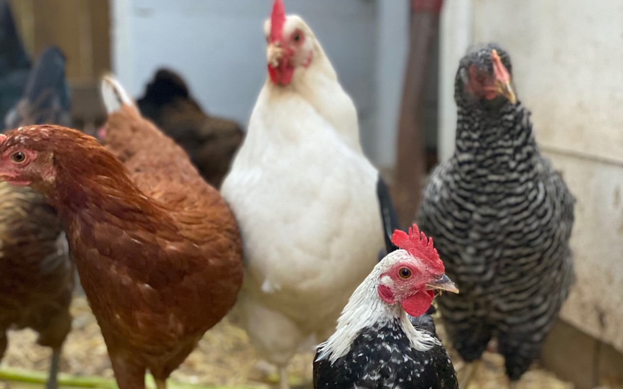 Santa Barbara County Board of Supervisors approves new rooster ordinance