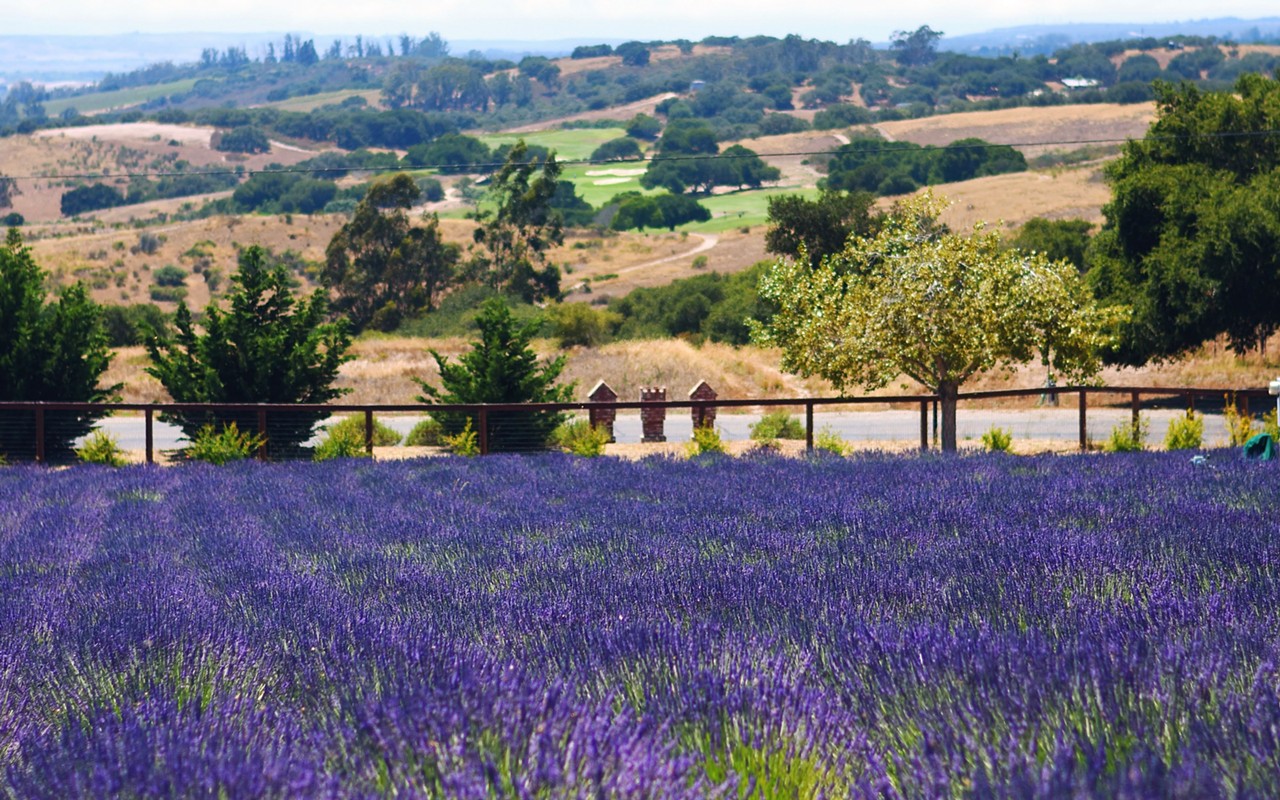 Santa Rita Hills Lavender Farm celebrates the flowers’ peak bloom and grand opening with July events
