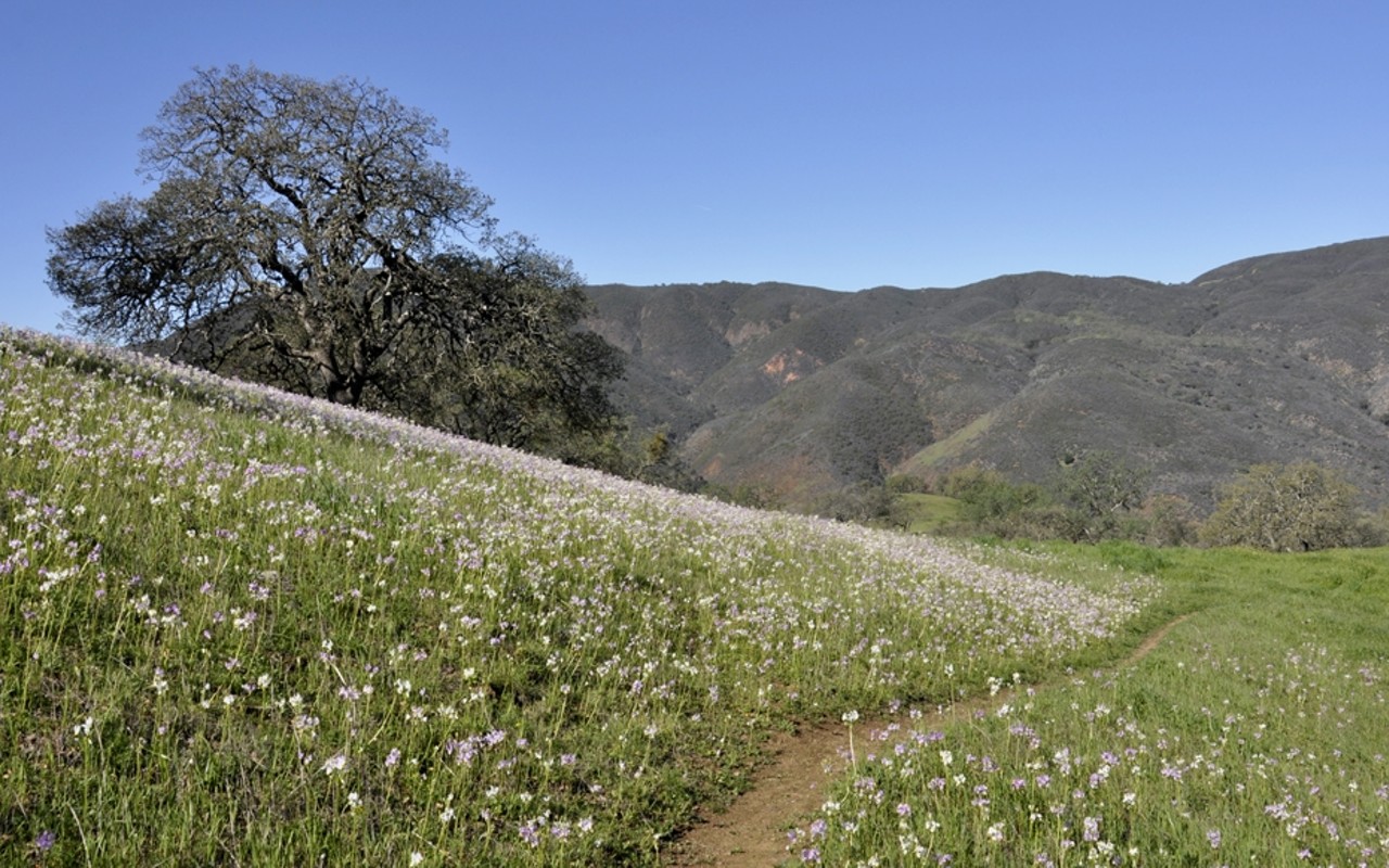 The wildflowers are popping in Los Padres