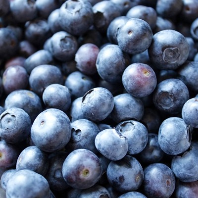 True blue: Santa Barbara Blueberries opens u-pick for season