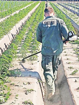 County Sheriff's Office eradicates 400,000-plus pot plants at unlicensed farm field in Santa Maria