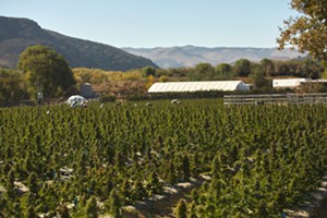 Some in the wine industry continue  to oppose cannabis in the Santa Ynez Valley