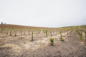 Soil and vines: Some grape growers on the Central Coast use less water than others--the trick is to dry farm