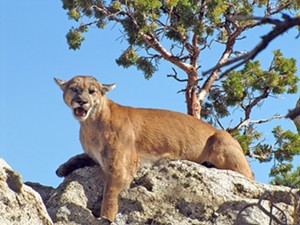 Following footprints: State scientists aim to map mountain lion numbers and species health