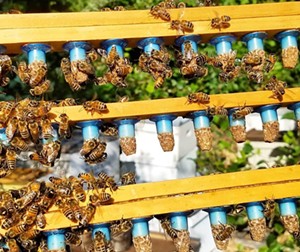 Beekeeper Jeremy Rose of CBC gets raw on honey, the bee biz, and the fate of his winged essential workers