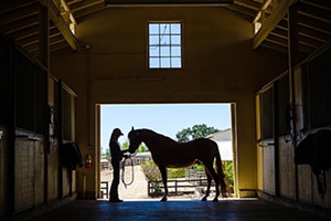 Valley of the Arabians: Santa Ynez is home to some of the world's most famous horses