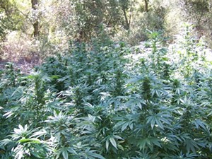Combined task force destroys large-scale pot grows in Los Padres National Forest