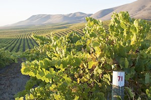 Northern Santa Barbara County wineries see a sunny 2017