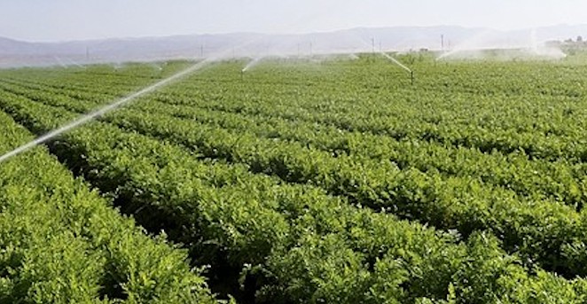THE SYSTEM IS DOWN: The Santa Barbara County Planning Commission recently denied North Fork Ranch’s proposal to construct three new reservoirs to store water for a sprinkler-based frost protection system.