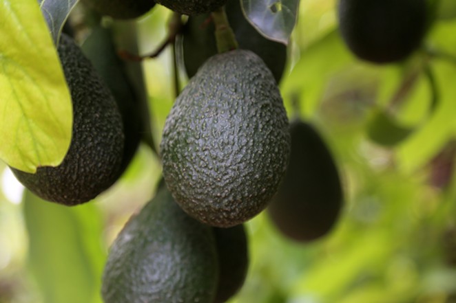 WORTH THE WAIT: California is home to 90 percent of the nation’s avocado crop. The state’s terroir and coastal climate provide ideal growing conditions for the fruit, which take from 12 to 18 months to grow, then several days to ripen once cut from the tree.