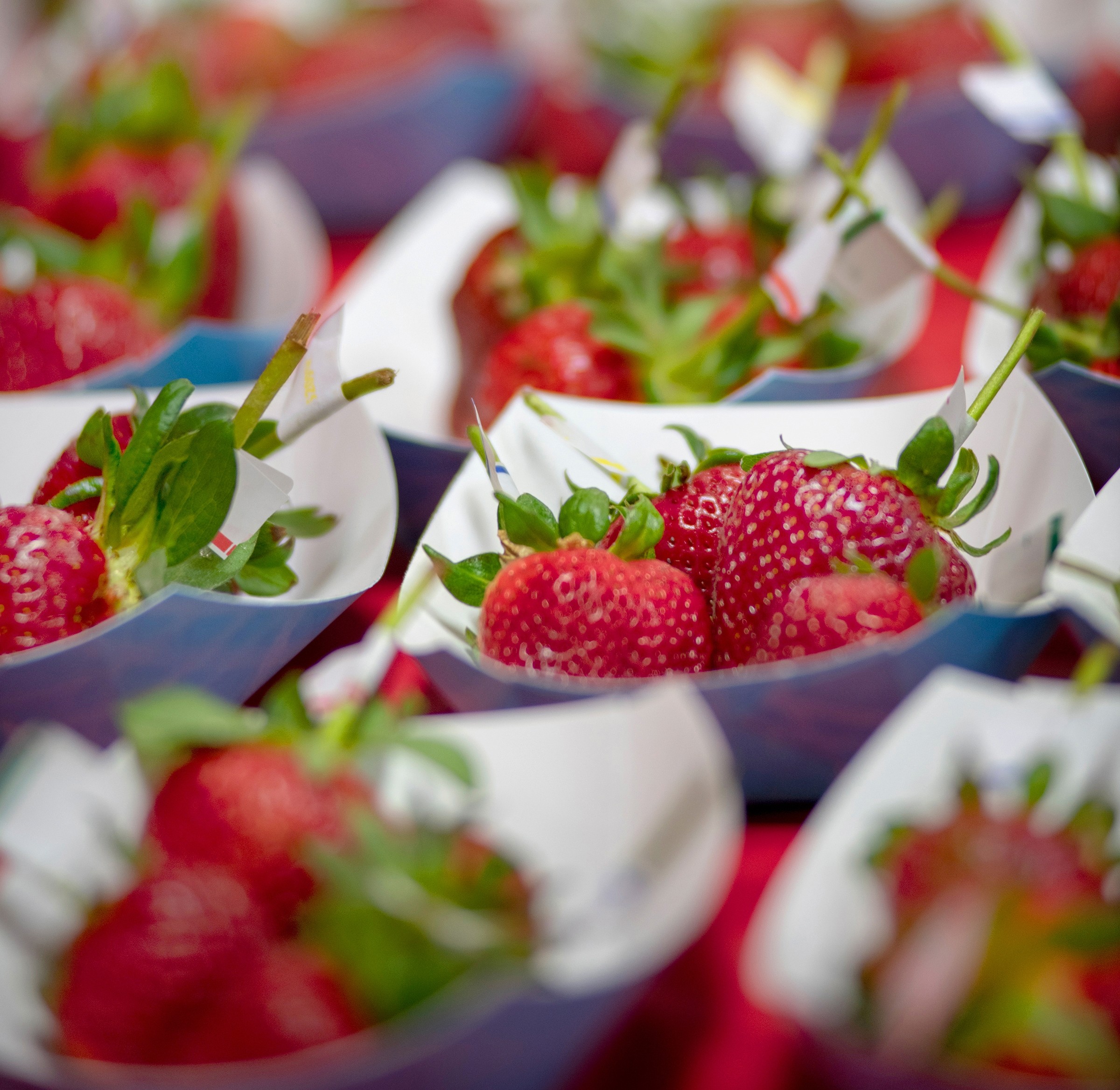 Presale tickets are available for the Santa Maria Strawberry festival's