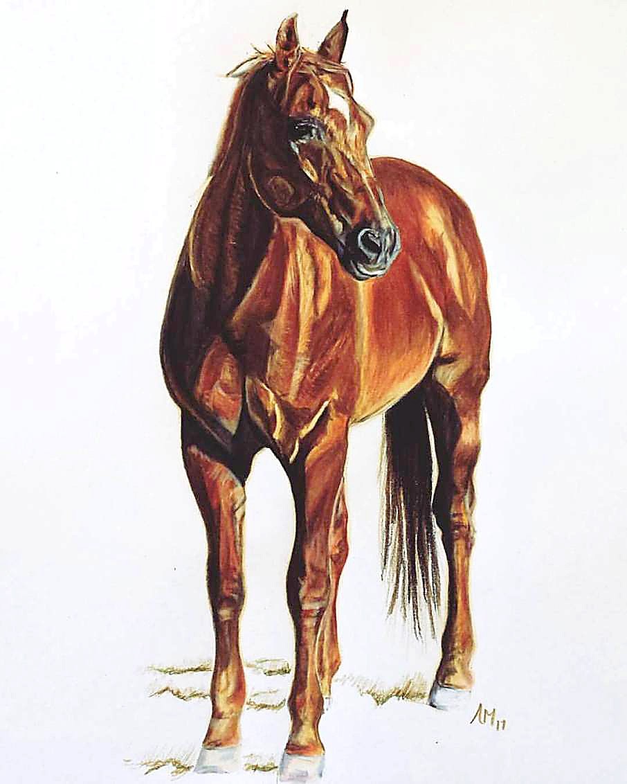 How To Draw a Horse With Colored Pencil | Drawing Tutorial - YouTube